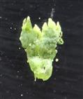  Involucre